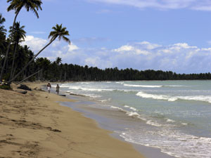 Kradblatt – Staging