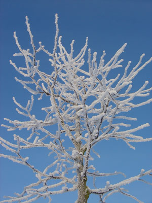 Kradblatt &#8211; Staging