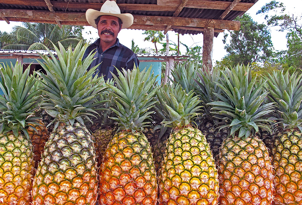 Kradblatt – Staging