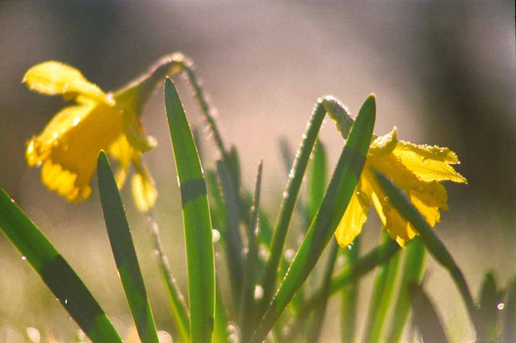 Kradblatt &#8211; Staging