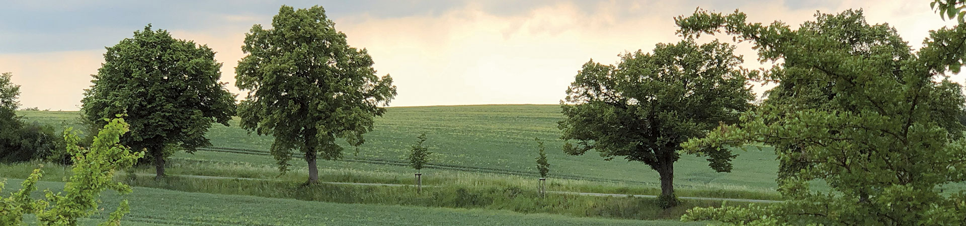 Kradblatt &#8211; Staging