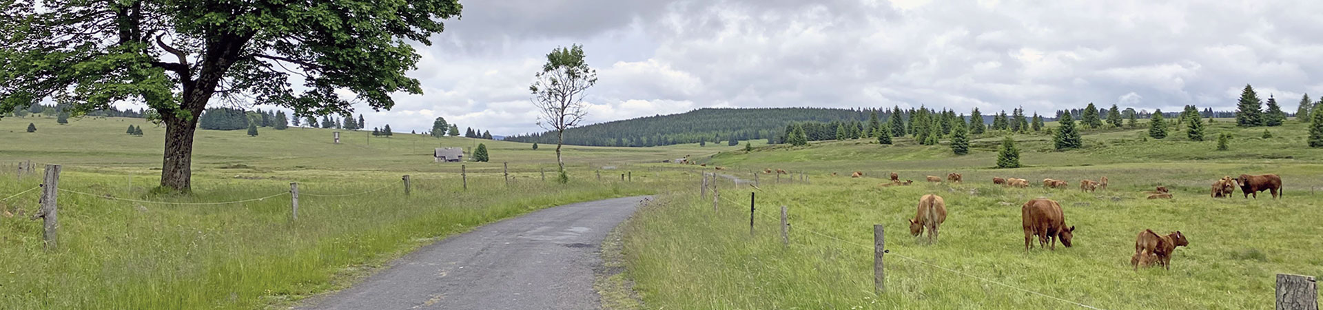 Kradblatt &#8211; Staging