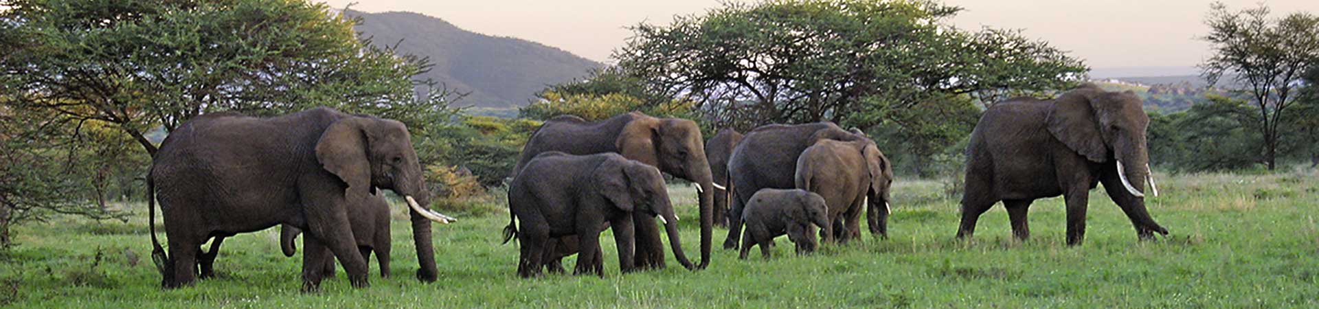 Kradblatt &#8211; Staging