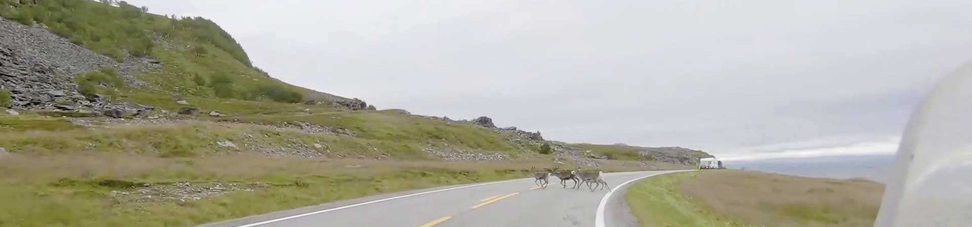 Kradblatt &#8211; Staging